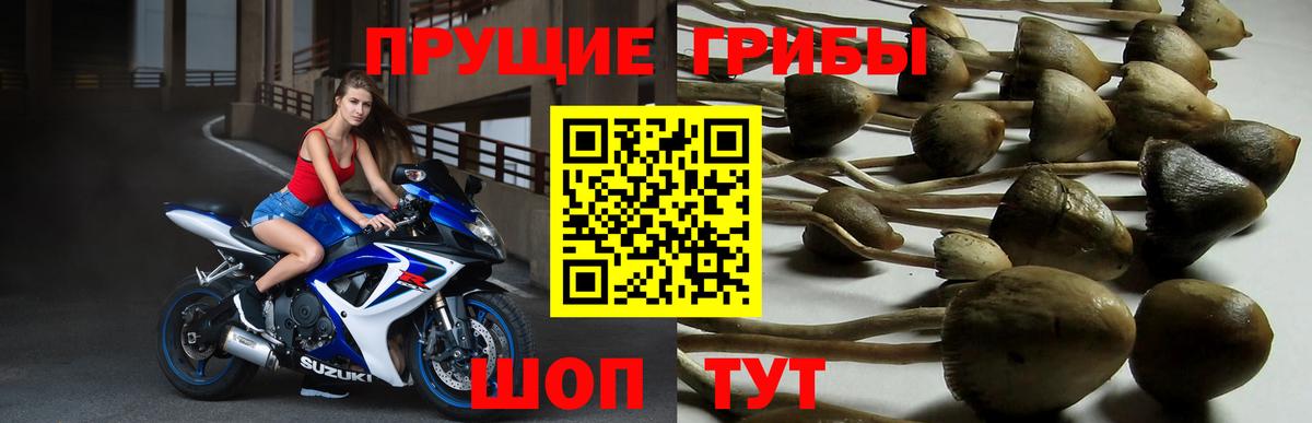 Бузулук  Галлюциногенные грибы мицелий  Вход с VPN 